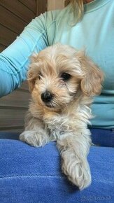 Maltipoo