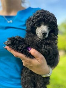 Toy poodle pudl