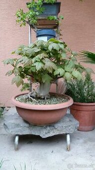 bonsai,bonsaj-JAVOR HORSKÝ