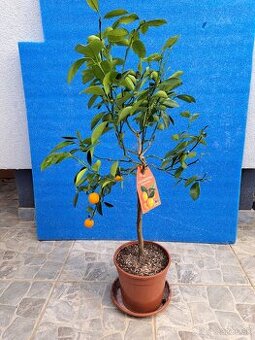 Citrus mitis mandarínka