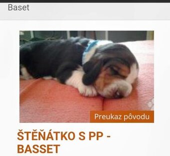 Kúpim šteniatko basseta(samca)malinké
