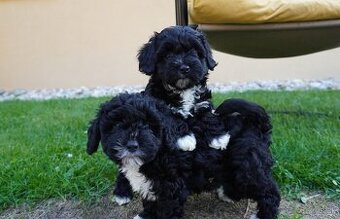 Maltipoo