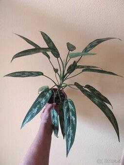 Aglaonema Maria