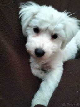 Predám mini maltezaka