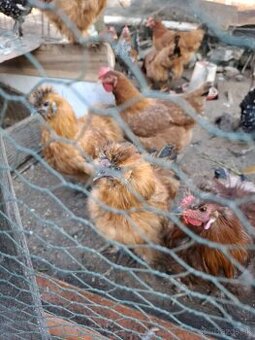 dobrý predám hodvabnicky kohúty aj liliputy