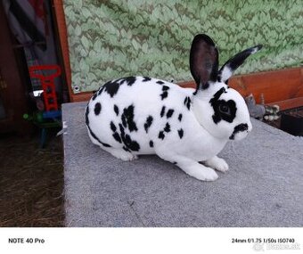 Rex dalmatin strakač čierny