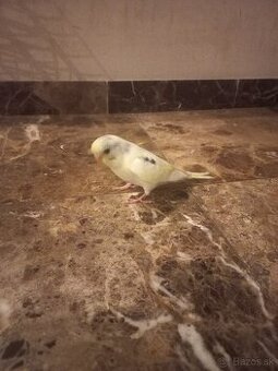 Polokrotká andulka - samček