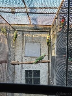 Predám Alexander Velký