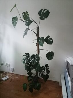 Monstera deliciosa,rastuca hlavne do vysky krasna 2 m vysoka
