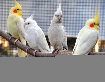 Korely albino,lutino,bielohlavé