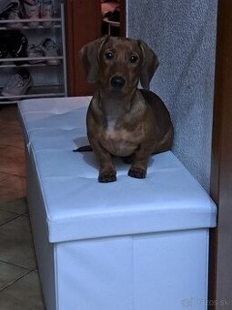 Šteniatko jazvecika kratkosrsteho