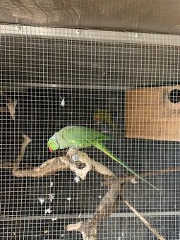 Alexander malý samček+samička