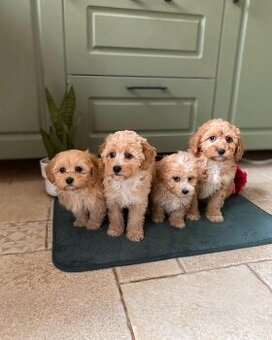 Maltipoo