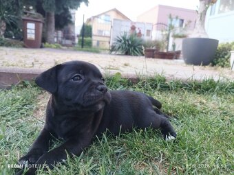 Staffordshirsky bullteriér – šteniatka s PP