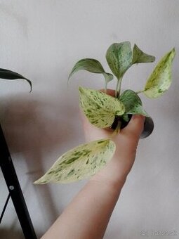 REZERVOVANE Epipremnum Snow Queen