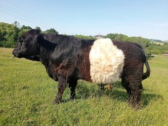 Plemenný býk belted galloway - EKO