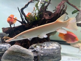 Atractosteus spatula ALBINO