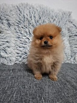 Pomeranian