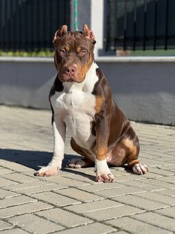 American bully xl s PP