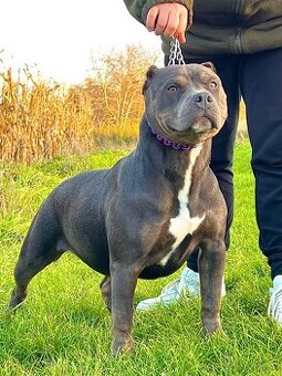 American bully xl s PP