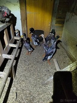 Predam Indických bežcov - 1