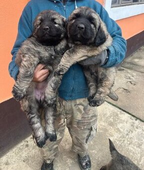 Šteňatá Kaukazský ovčiak