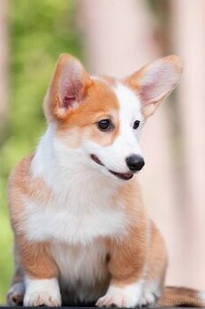 Welsh Corgi Pembroke z pp