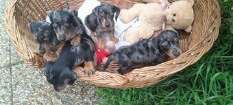 Jazvečík krátkosrstý merle