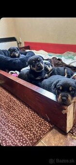 Šteniatka rotvajlera