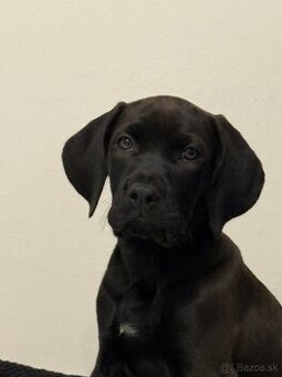 darujem do dobrých rúk 3-mesačne šteniatko