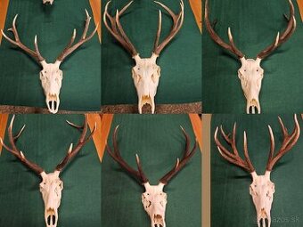 Predám trofeje jelena
