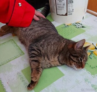 Kryštofko hlada domov