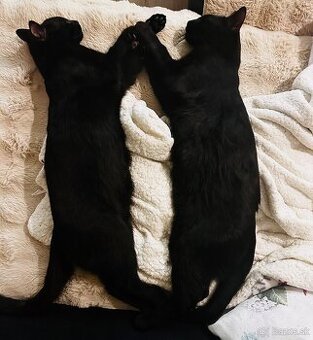 Čierny kocúrikovia