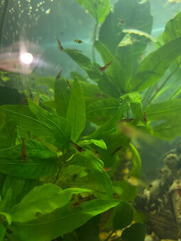 Predám krevetky mix farieb