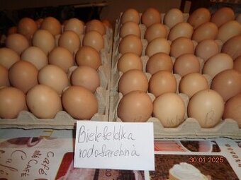 Bielefeldky rodofarebné-vajcia do liahne