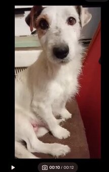 Jack Russell fena