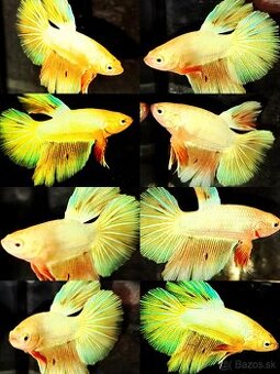 Betta Splendens - Bojovnica Pestrá.