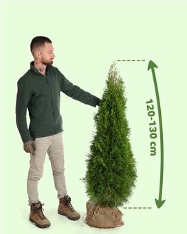 Tuje Smaragd Premium - Prievidza a okolie