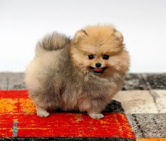 Pomeranian s PP