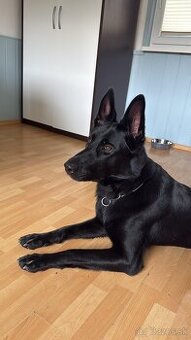 Darujem fenku Nemeckého ovčiaka