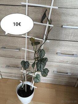 Izbové rastliny k odberu