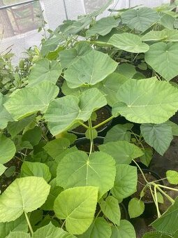 Paulownia Tomentosa rýchlorastúci strom