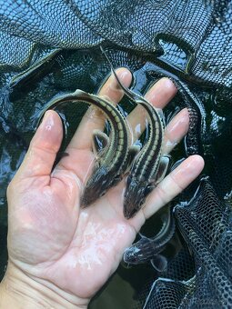 Jeseter ruský – elegancia, ktorá oživí vaše jazero