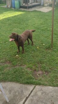 Čokoládovy labrador