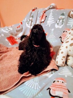 Americký kokeršpaniel/rodokmeňom fci