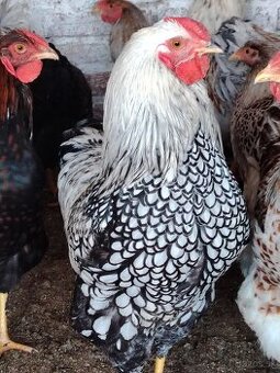 Predám domáce chovu čistokrvné strieborné bronzovo