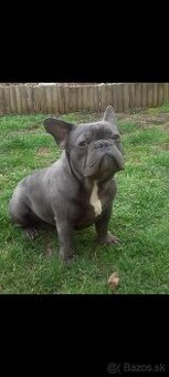 Francúzsky buldoček modrý krytie