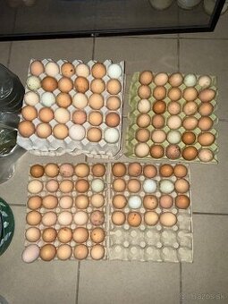 Domáce vajíčka  z voľného výbehu