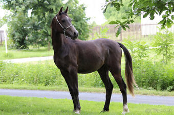 Nabízím arabského valacha MAMELUK EN VOGUE