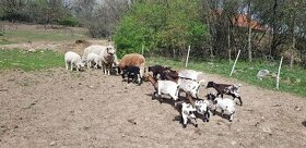 Predám kozľatá a jahňatá (kozy, ovce)